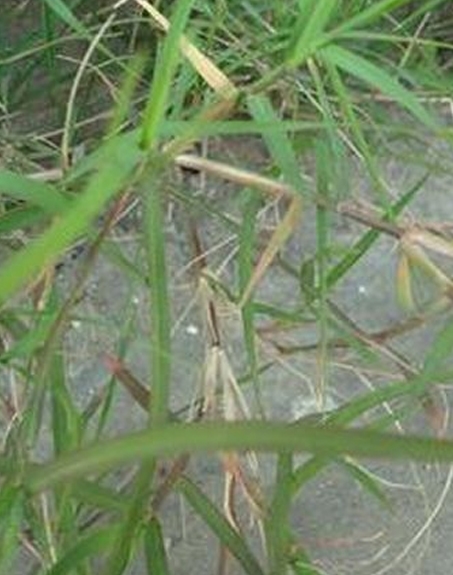 標(biāo)題：狗牙根
瀏覽次數(shù)：2887
發(fā)表時(shí)間：2017-11-02