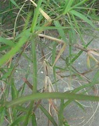標(biāo)題：狗牙根
瀏覽次數(shù)：2830
發(fā)表時(shí)間：2017-11-02