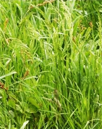 標題：普通早熟禾
瀏覽次數(shù)：3957
發(fā)表時間：2017-11-02