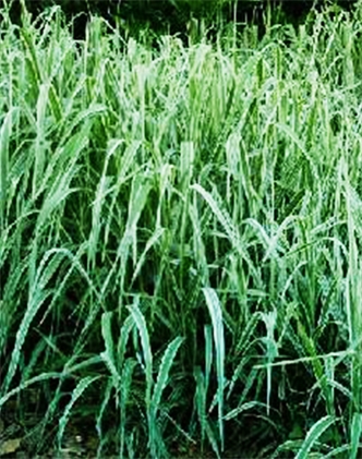 標題：紫羊茅
瀏覽次數(shù)：3355
發(fā)表時間：2017-11-02