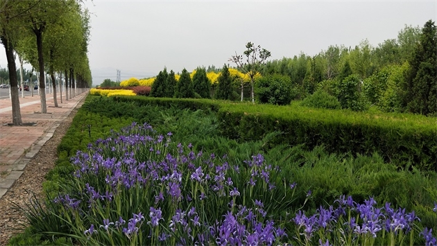標(biāo)題：張家口經(jīng)開(kāi)區(qū)秋季清水河生態(tài)綠廊建
瀏覽次數(shù)：2490
發(fā)表時(shí)間：2020-10-16