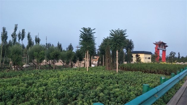 標(biāo)題：張家口經(jīng)開區(qū)腰站堡飲用水源地生態(tài)涵養(yǎng)綠化
瀏覽次數(shù)：2827
發(fā)表時間：2020-10-16