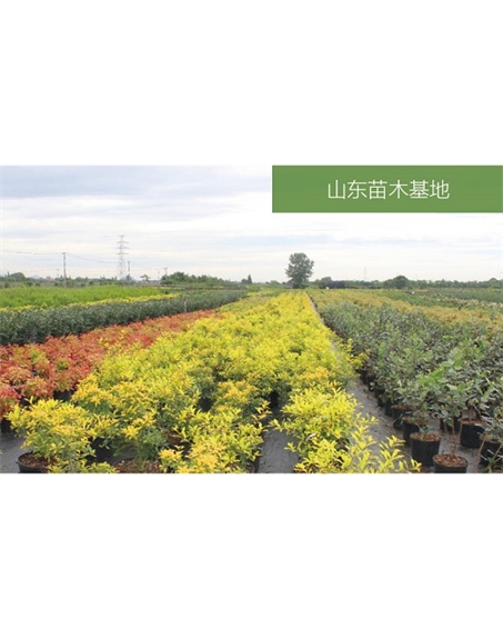 標(biāo)題：苗木基地
瀏覽次數(shù)：2417
發(fā)表時(shí)間：2020-10-17