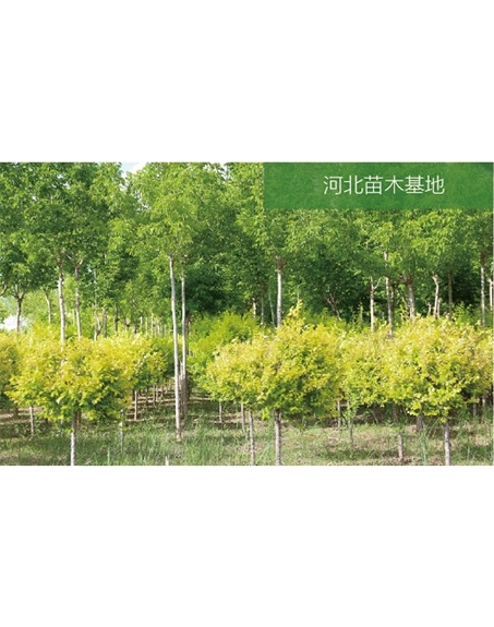 標(biāo)題：苗木基地
瀏覽次數(shù)：2389
發(fā)表時(shí)間：2020-10-17