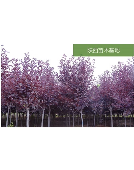 標題：苗木基地
瀏覽次數(shù)：2400
發(fā)表時間：2020-10-17