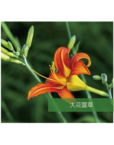 標題：地被
瀏覽次數(shù)：1727
發(fā)表時間：2020-10-17