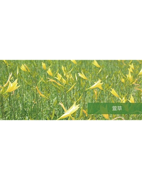 標(biāo)題：地被
瀏覽次數(shù)：1835
發(fā)表時(shí)間：2020-10-17