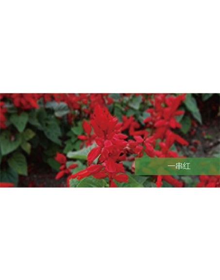標題：地被
瀏覽次數(shù)：2073
發(fā)表時間：2020-10-17