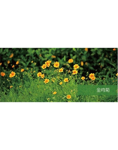 標(biāo)題：地被
瀏覽次數(shù)：2153
發(fā)表時(shí)間：2020-10-17