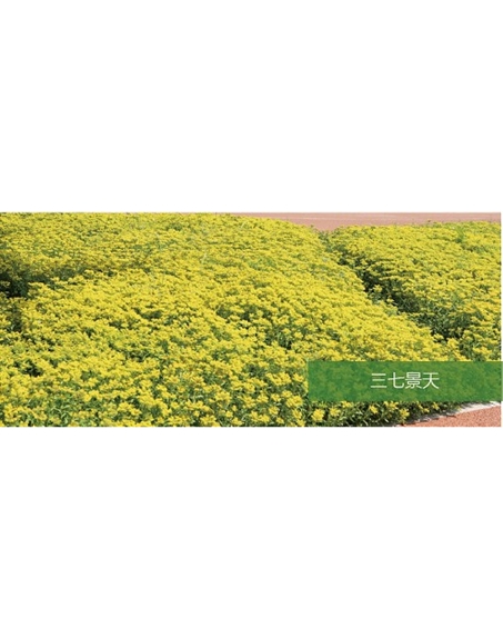 標(biāo)題：地被
瀏覽次數(shù)：2216
發(fā)表時(shí)間：2020-10-17