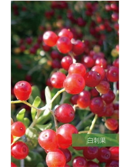 標題：名貴樹種
瀏覽次數(shù)：1708
發(fā)表時間：2020-10-17