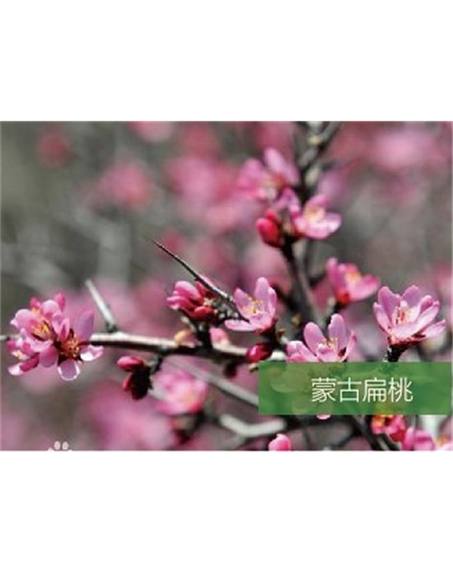 標(biāo)題：名貴樹種
瀏覽次數(shù)：1664
發(fā)表時間：2020-10-17