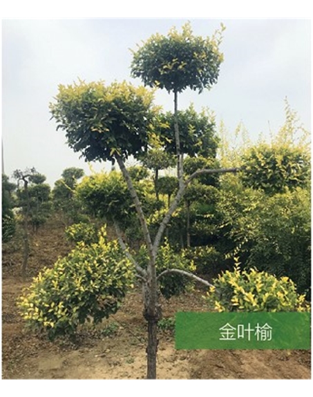 標(biāo)題：名貴樹種
瀏覽次數(shù)：1707
發(fā)表時(shí)間：2020-10-17