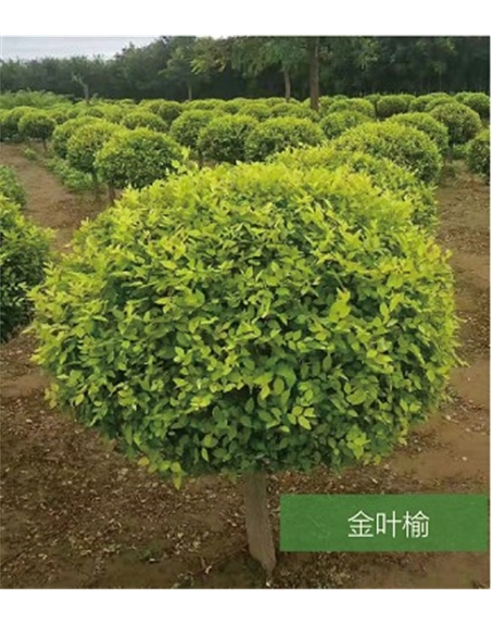 標(biāo)題：名貴樹種
瀏覽次數(shù)：1722
發(fā)表時間：2020-10-17