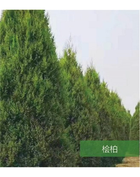 標(biāo)題：名貴樹(shù)種
瀏覽次數(shù)：1643
發(fā)表時(shí)間：2020-10-17
