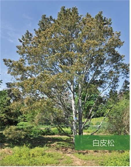 標(biāo)題：名貴樹(shù)種
瀏覽次數(shù)：2360
發(fā)表時(shí)間：2020-10-17
