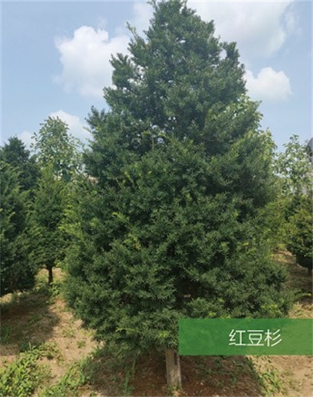 標(biāo)題：名貴樹種
瀏覽次數(shù)：2147
發(fā)表時(shí)間：2020-10-17