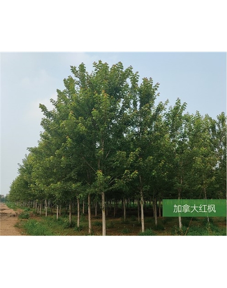 標(biāo)題：名貴樹(shù)種
瀏覽次數(shù)：2016
發(fā)表時(shí)間：2020-10-17