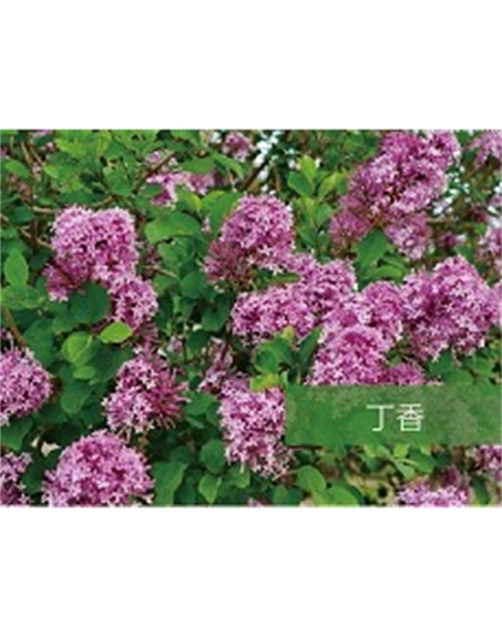 標(biāo)題：喬灌木
瀏覽次數(shù)：1617
發(fā)表時間：2020-10-17