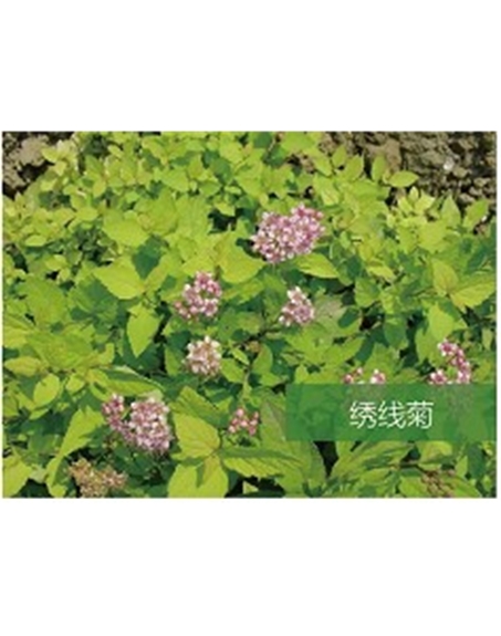標(biāo)題：?jiǎn)坦嗄?瀏覽次數(shù)：1821
發(fā)表時(shí)間：2020-10-17
