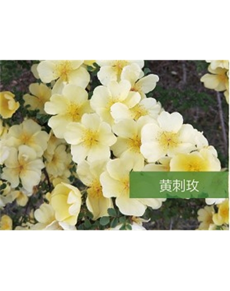 標題：喬灌木
瀏覽次數(shù)：1639
發(fā)表時間：2020-10-17