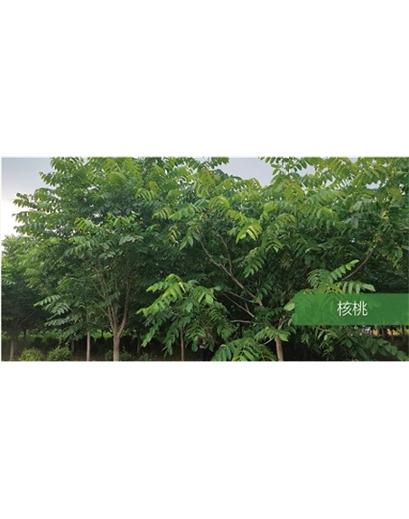 標(biāo)題：喬灌木
瀏覽次數(shù)：1717
發(fā)表時(shí)間：2020-10-17