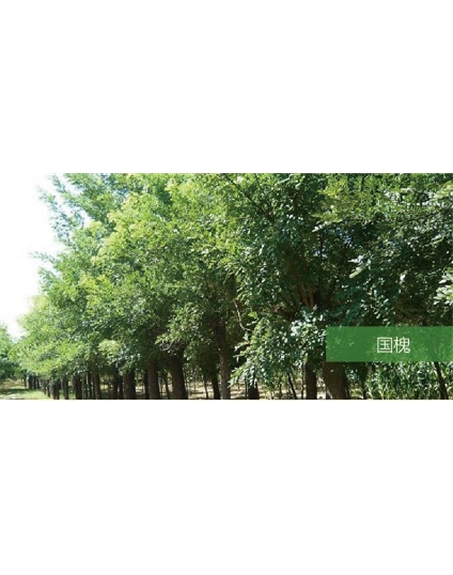 標(biāo)題：喬灌木
瀏覽次數(shù)：1902
發(fā)表時(shí)間：2020-10-17