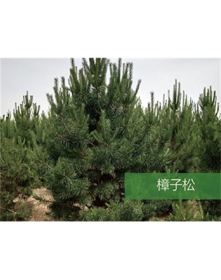 標(biāo)題：?jiǎn)坦嗄?瀏覽次數(shù)：1810
發(fā)表時(shí)間：2020-10-17