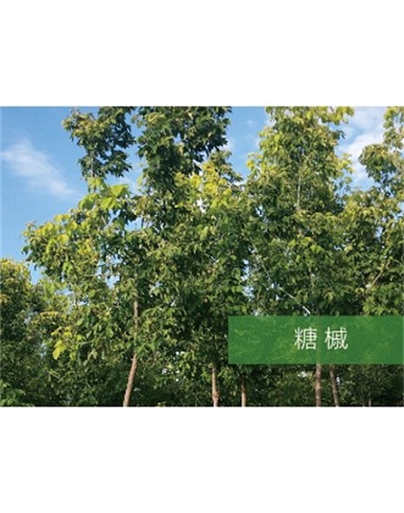 標(biāo)題：喬灌木
瀏覽次數(shù)：2421
發(fā)表時間：2020-10-17