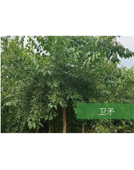 標(biāo)題：喬灌木
瀏覽次數(shù)：2302
發(fā)表時間：2020-10-17