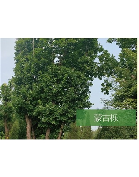 標題：喬灌木
瀏覽次數(shù)：2443
發(fā)表時間：2020-10-17