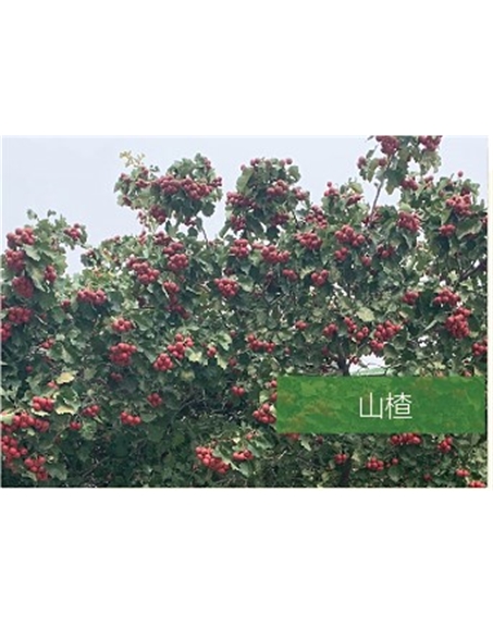 標(biāo)題：喬灌木
瀏覽次數(shù)：2304
發(fā)表時(shí)間：2020-10-17