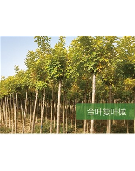 標(biāo)題：喬灌木
瀏覽次數(shù)：2258
發(fā)表時(shí)間：2020-10-17