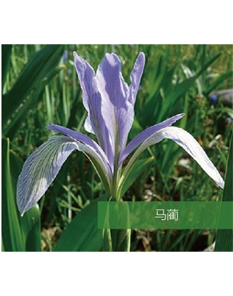 標(biāo)題：地被
瀏覽次數(shù)：1742
發(fā)表時間：2020-10-17