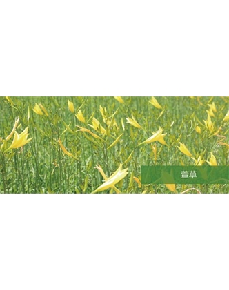 標(biāo)題：地被
瀏覽次數(shù)：1832
發(fā)表時間：2020-10-17