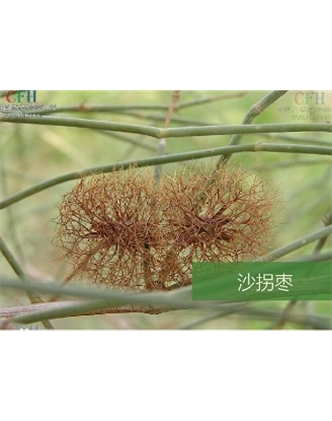 標(biāo)題：名貴樹種
瀏覽次數(shù)：1829
發(fā)表時(shí)間：2020-10-17