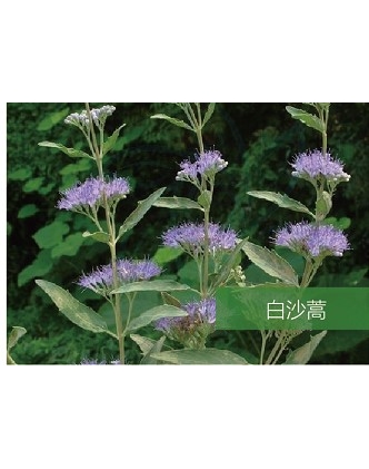 標(biāo)題：名貴樹種
瀏覽次數(shù)：1647
發(fā)表時(shí)間：2020-10-17