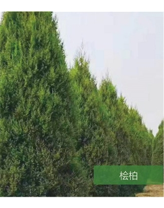 標(biāo)題：名貴樹種
瀏覽次數(shù)：1642
發(fā)表時(shí)間：2020-10-17