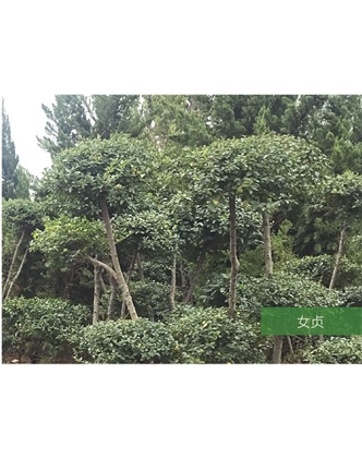 標(biāo)題：名貴樹種
瀏覽次數(shù)：1681
發(fā)表時(shí)間：2020-10-17