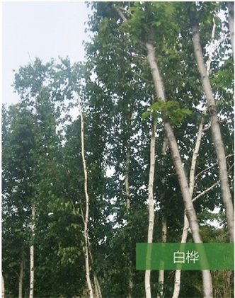 標(biāo)題：名貴樹種
瀏覽次數(shù)：1784
發(fā)表時(shí)間：2020-10-17