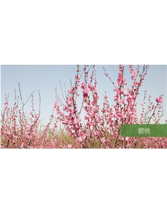 標(biāo)題：?jiǎn)坦嗄?瀏覽次數(shù)：1631
發(fā)表時(shí)間：2020-10-17