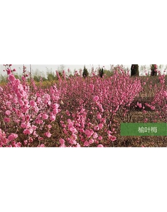 標(biāo)題：?jiǎn)坦嗄?瀏覽次數(shù)：1677
發(fā)表時(shí)間：2020-10-17