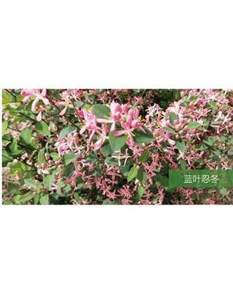 標(biāo)題：?jiǎn)坦嗄?瀏覽次數(shù)：1625
發(fā)表時(shí)間：2020-10-17