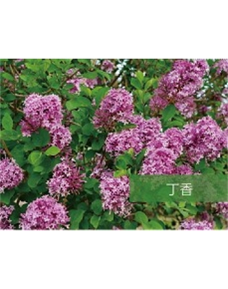 標(biāo)題：?jiǎn)坦嗄?瀏覽次數(shù)：1616
發(fā)表時(shí)間：2020-10-17