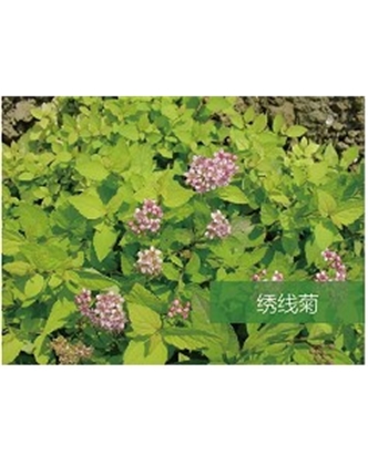 標(biāo)題：?jiǎn)坦嗄?瀏覽次數(shù)：1820
發(fā)表時(shí)間：2020-10-17