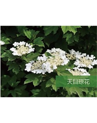 標(biāo)題：?jiǎn)坦嗄?瀏覽次數(shù)：1814
發(fā)表時(shí)間：2020-10-17