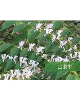 標題：喬灌木
瀏覽次數：1720
發(fā)表時間：2020-10-17