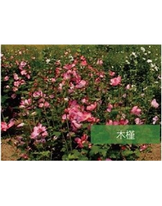 標題：喬灌木
瀏覽次數：1815
發(fā)表時間：2020-10-17