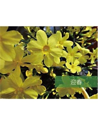 標題：喬灌木
瀏覽次數：1649
發(fā)表時間：2020-10-17